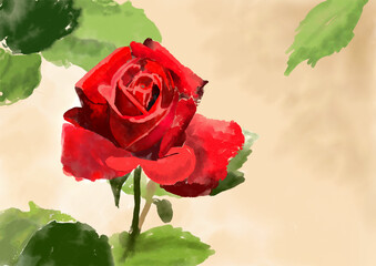 Drawing of a rose on a colored background