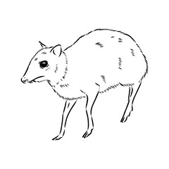 continuous lines mouse deer logo symbol vector icon illustration graphic design