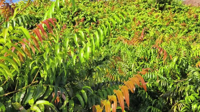 Kelakai plants (Stenochlaena Palustris) grow wild and abundantly in the tropical nature of Kalimantan