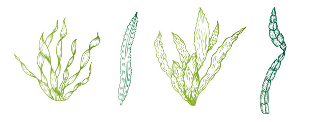 Vector algae. Hand painted line seaweed, laminaria sketch. Graphic tropical clip art isolated on background. Underwater illustration. For designers, invitations, decoration, postcards, wrapping paper © Natalia