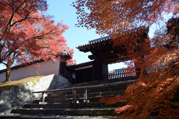 曼殊院　紅葉の勅使門　京都市左京区
