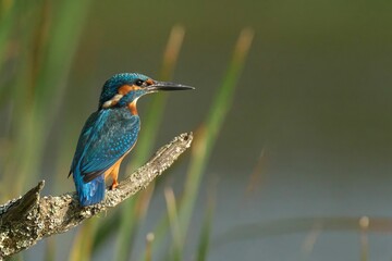 Kingfisher Perched on a Branch
