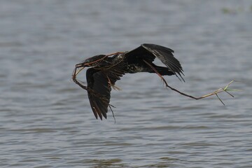 Bird in flight carrying twigs over a lake.