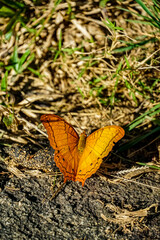 Butterfly discovery natural habitat wildlife photography sunny environment close-up view nature's beauty unveiled
