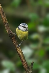 Blue Tit Perched on a Branch