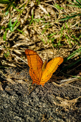 Butterfly in natural habitat close-up nature photography vibrant colors grassland environment macro viewpoint wildlife concept