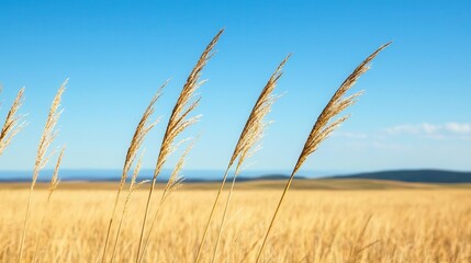Fototapeta premium Expansive plateau with golden grass swaying in the breeze, vast blue sky on the horizon, and rolling hills in the distance, plateau grass horizon