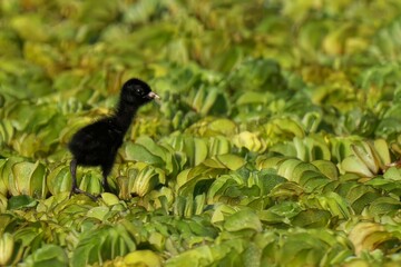 Chick on lush green water plants in wetland.