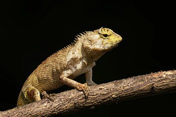 Oriental garden lizard on a branch close-up