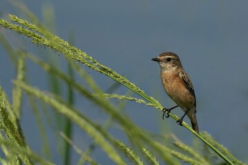 Stonechat bird on a green stalk