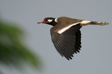 Red-wattled lapwing in flight