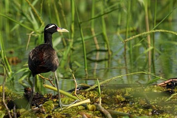 Bird in a serene wetland setting.
