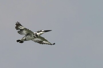 Pied Kingfisher in Flight