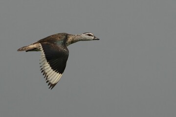 Cotton pygmy-goose in flight