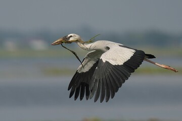 Stork in flight over a lake
