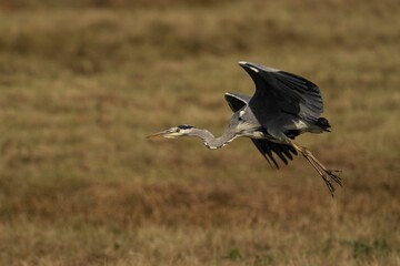Heron in Flight Over Grassy Field