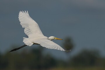 Graceful egret in flight with elegant white feathers.