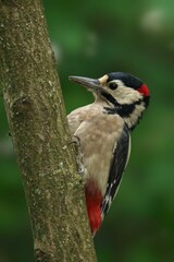 Great spotted woodpecker on a tree trunk.
