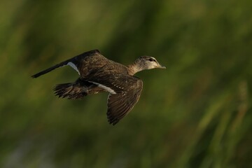 Duck in flight with blurred green background