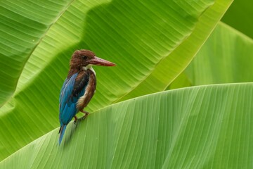 Kingfisher on Banana Leaves