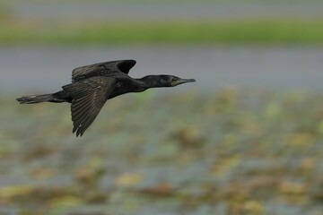 Cormorant in Flight Over Wetland