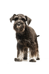 Miniature Schnauzer puppy on white background