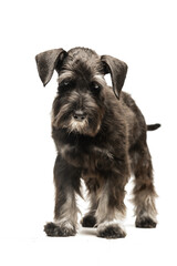 Miniature Schnauzer puppy on white background