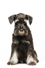 Miniature Schnauzer puppy on white background