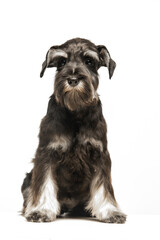 Miniature Schnauzer puppy on white background