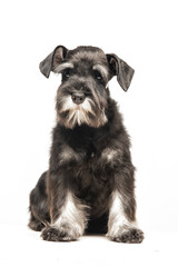 Miniature Schnauzer puppy on white background