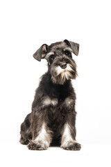 Miniature Schnauzer puppy on white background