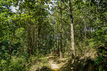 Obraz premium Exploring serene forest pathways nature trail scenic beauty lush green environment ground level tranquility in nature