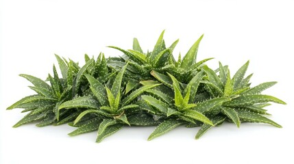 Aloea vera isolated on white background