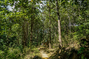 Exploring serene forest trails lush green environment nature walk vibrant wilderness peaceful viewpoint outdoor adventure