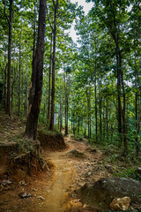 Exploring a serene trail through verdant forests nature landscape tranquil environment wide viewpoint outdoor adventure