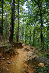 Obraz premium Exploring serene walking trail in lush forest nature photography tranquil environment ground-level perspective adventure awaits