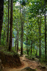 Fototapeta premium Exploring a serene forest trail nature photography tranquil environment captivating viewpoint peaceful concept for outdoor enthusiasts