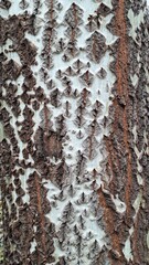 Obraz premium Large size bark of white poplar tree