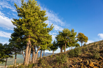 Pines atthe sloes of Head Cliff