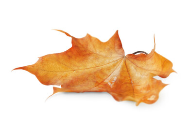 One beautifully colored maple leaf isolated on white background