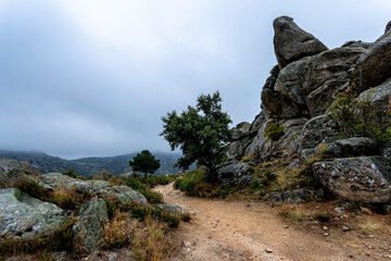 Camino hacia la niebla