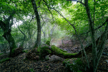 Abedular de Somosierra.
