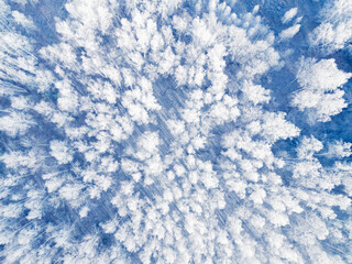 White frost-covered trees in winter forest at foggy sunrise. Aerial view.