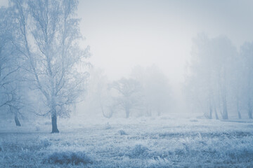 Frost-covered trees and grass in winter forest at foggy sunrise.