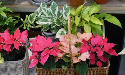 Before Christmas, the ornamental plant Poinsettia, which is often used as a Christmas decoration, is a plant of the Euphorbia family native to Mexico and Central America. 
