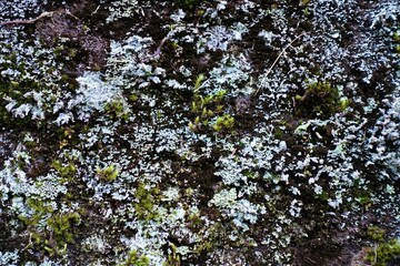 苔の生えた岩の表面