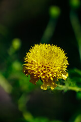 Blooming yellow flower close-up nature scene botanical photography lush environment macro viewpoint natural beauty concept
