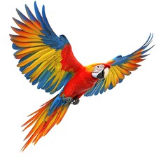 Obraz premium A scarlet macaw in flight, wings spread wide, showcasing vibrant red, yellow, blue, and green plumage against a white background. Generative ai