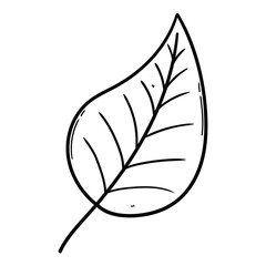 Hand drawn doodle leaf on a white background.