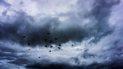 A Dramatic Sky Appears with Birds Gracefully in Flight Beneath Ominous Stormy Clouds Above